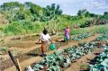 Los inmigrantes de la Comunitat Valenciana que trabajan en el campo podrán especializarse y recibir cursos de idiomas