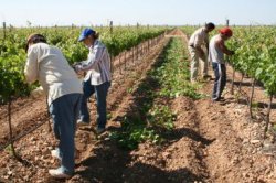 Los inmigrantes en Andalucía buscan en la agricultura "un sector refugio" para tiempos de crisis