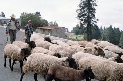 La Escuela de Pastores de Salamanca forma a más de veinte jóvenes inmigrantes