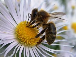 Avispas y abejas en las curiosidades del TEOREMA DE LA Ñ esta semana 