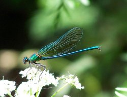 Naturaleza en español